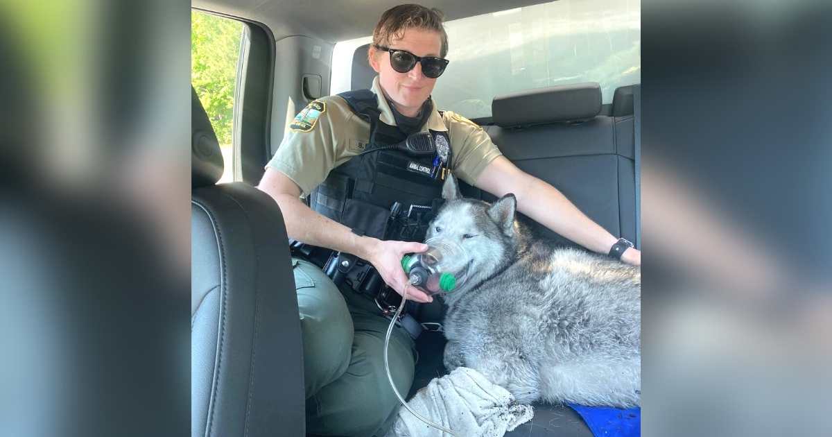 firefighter carries husky