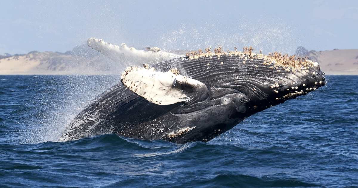 whale swallows man