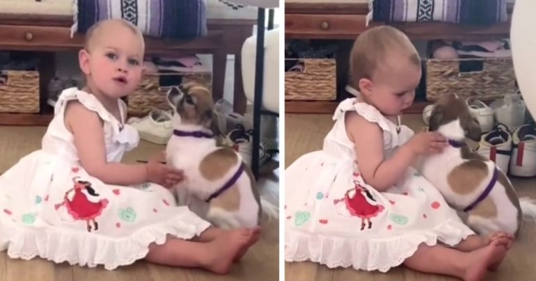 calming dog with separation anxiety