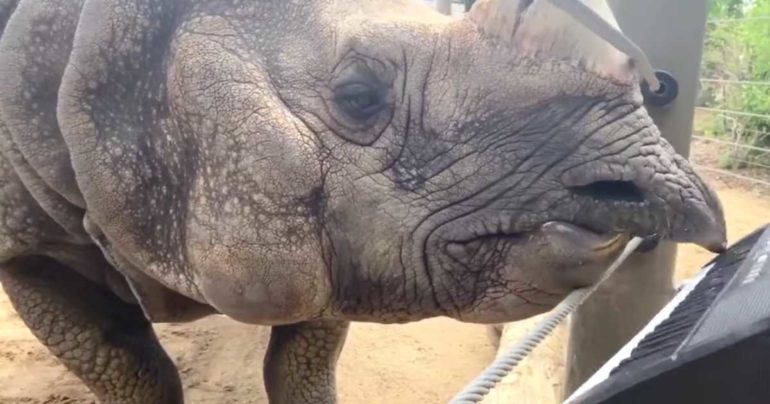 rhino playing piano
