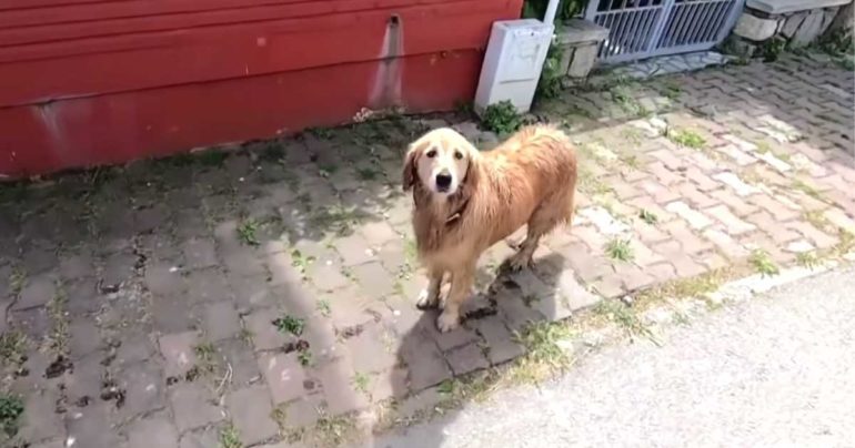 dog follows ambulance