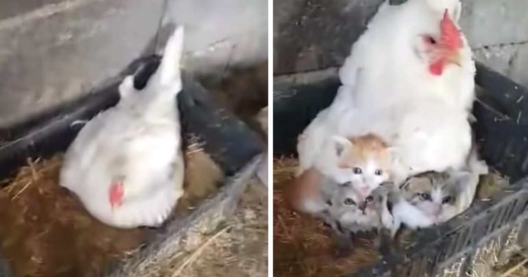 hen sheltering kittens