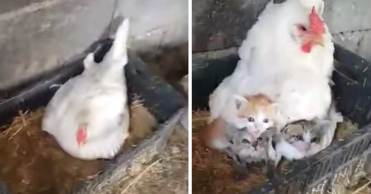 hen sheltering kittens