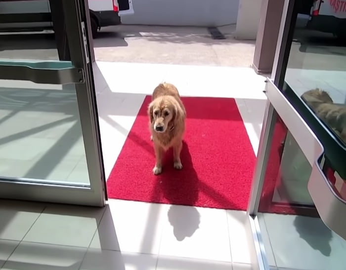 dog chases ambulance with owner