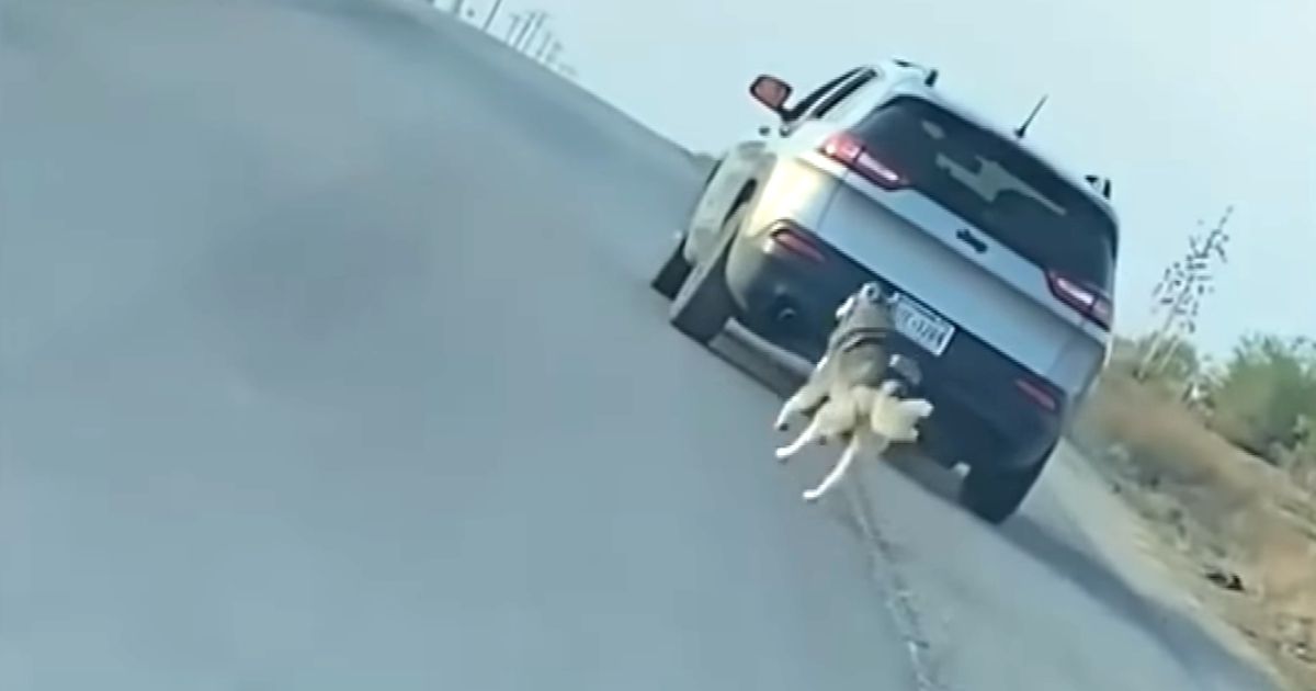 husky abandoned on road