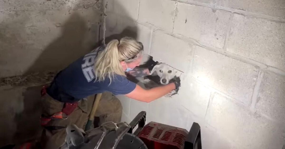 dog trapped inside walls