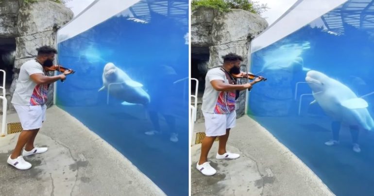 beluga whale listening to violin