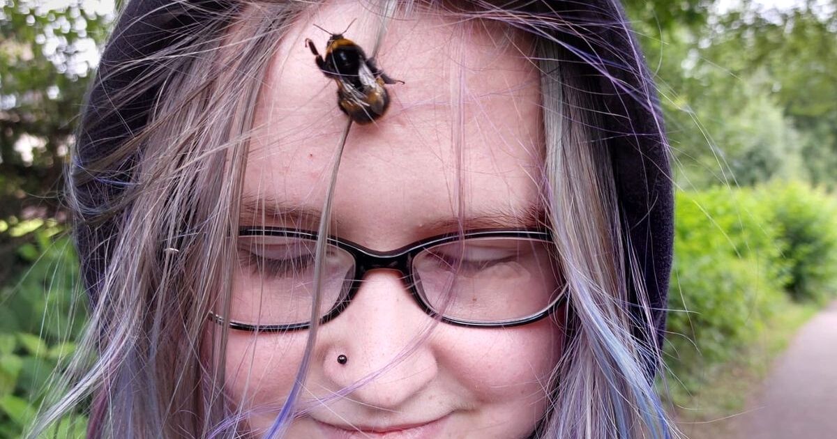 bumblebee rescue
