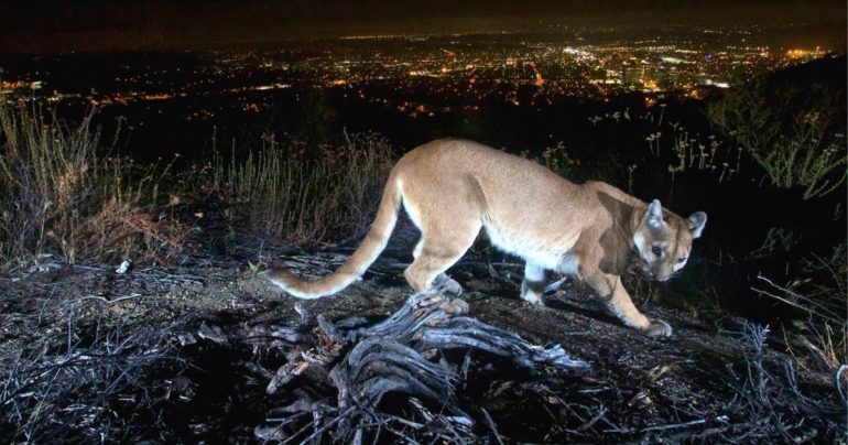 mountain lion attack california