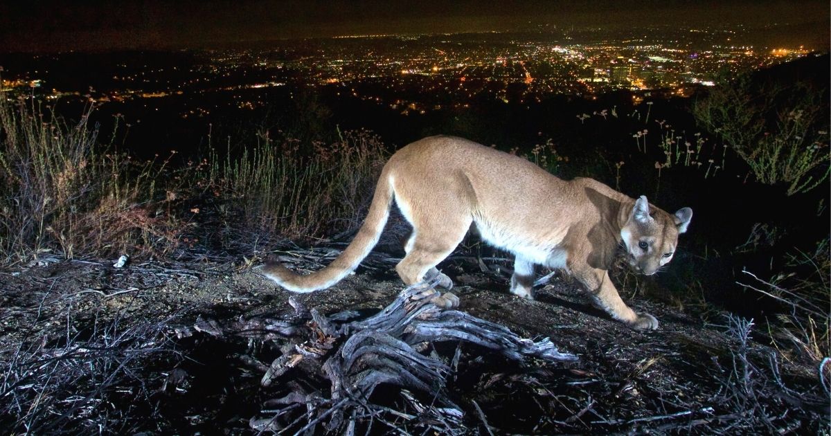 mountain lion attack california
