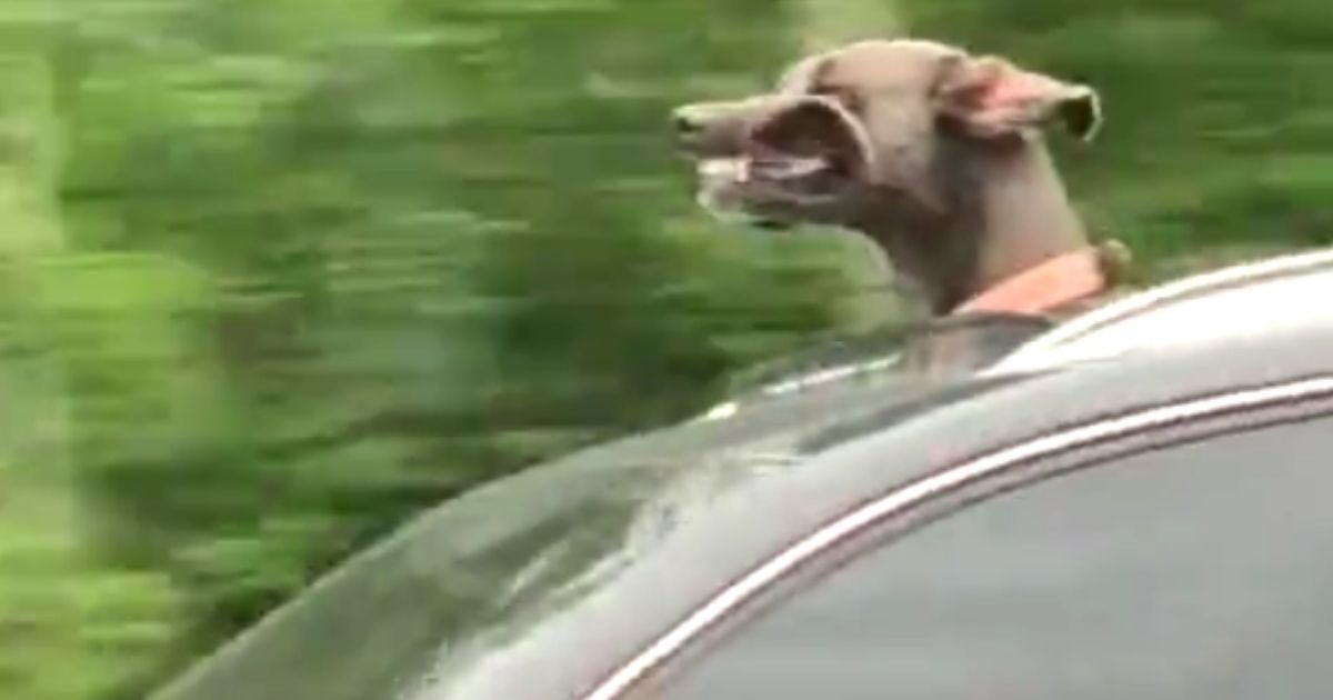 dog out sunroof