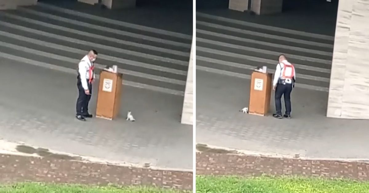 kitten plays with security guard