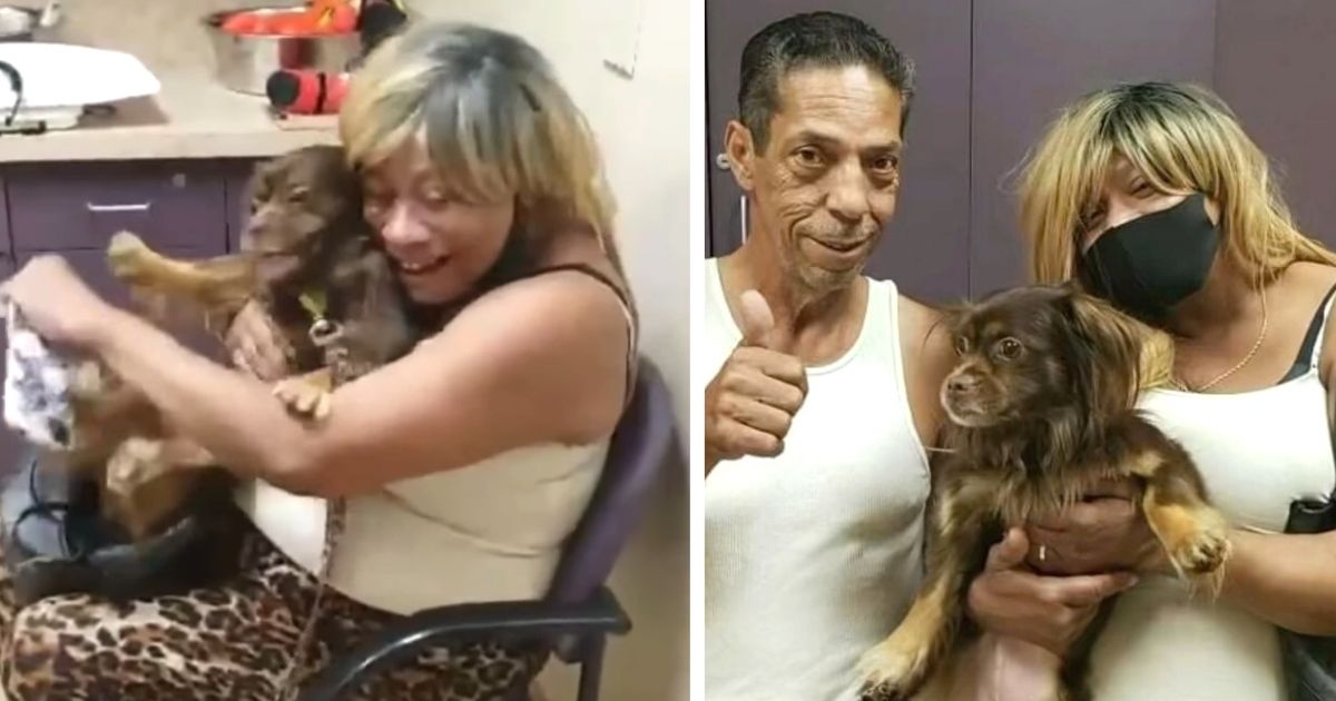 missing dog found on tv news