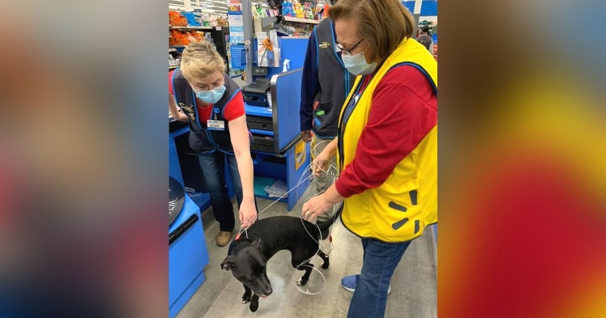 dog wanders into walmart