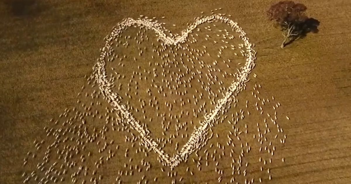 australian farmer sheep heart