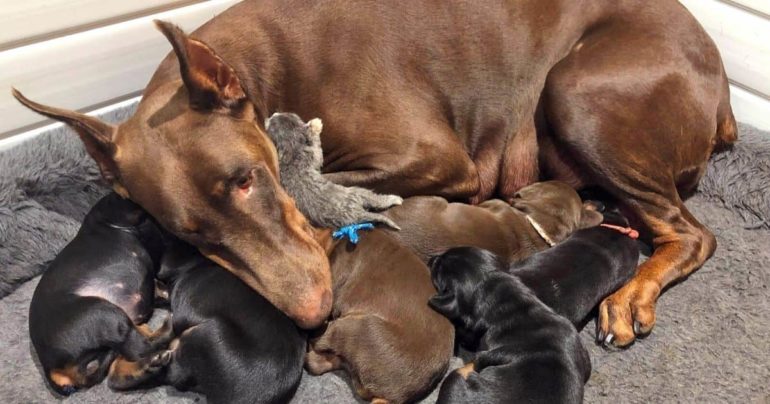 doberman dog looks after kitten
