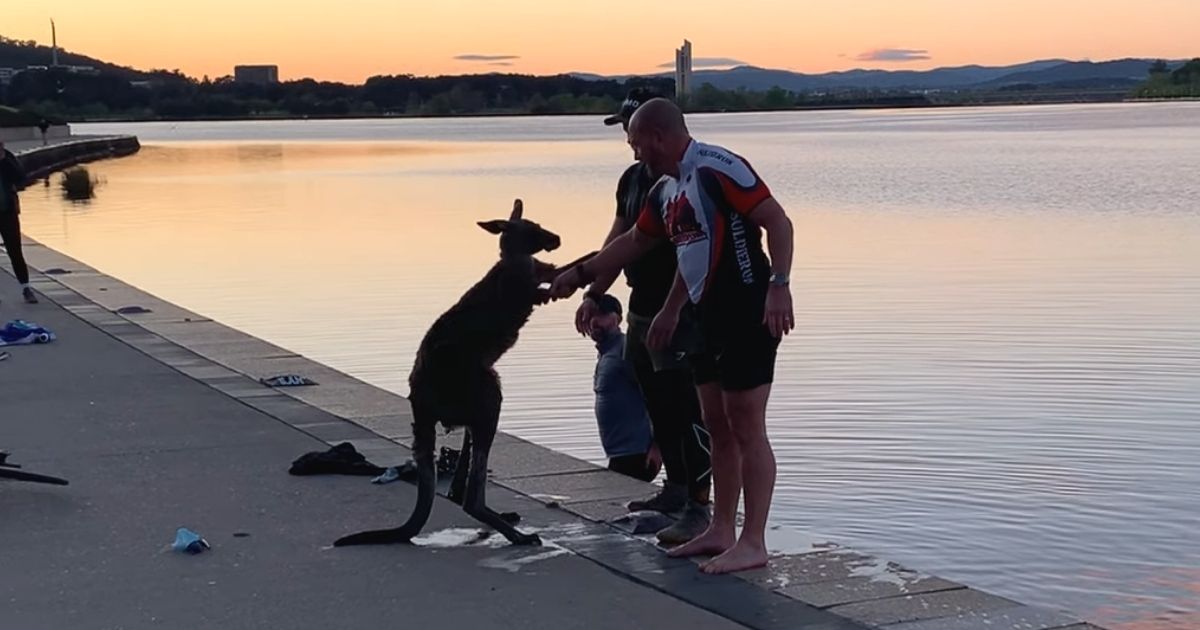 kangaroo thanks man