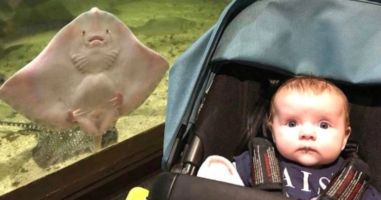 stingray photobombs baby