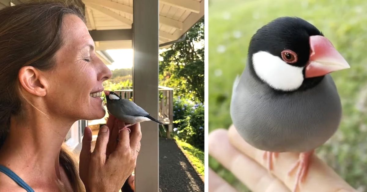 bird visits woman every morning
