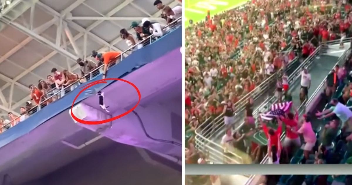 miami fans catch falling cat