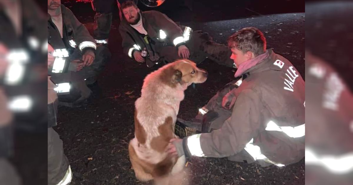 missing-dog-saves-family