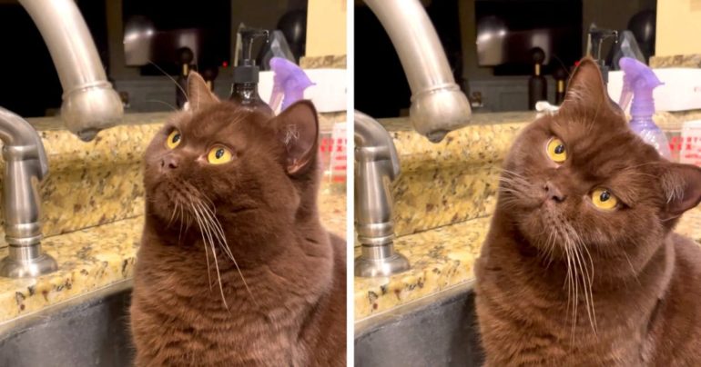 cat-watching-water-droplet
