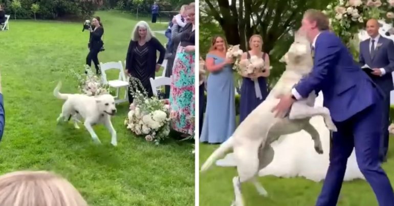 dog-interrupts-wedding