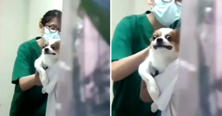 chihuahua-getting-a-shot