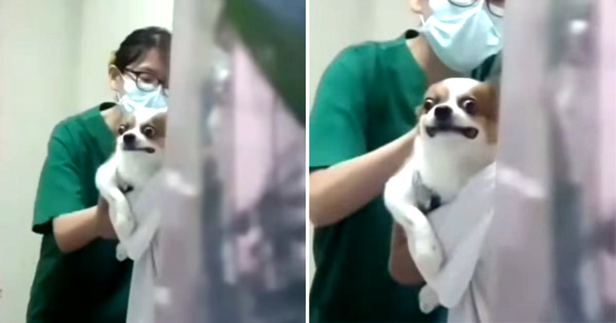 chihuahua-getting-a-shot