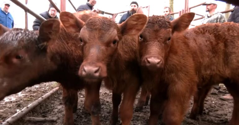 Red heifers in Israel Bible prophecy