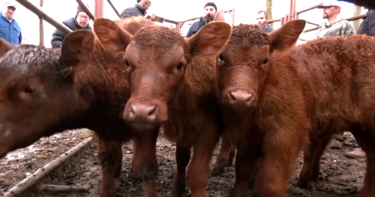 Red heifers in Israel Bible prophecy