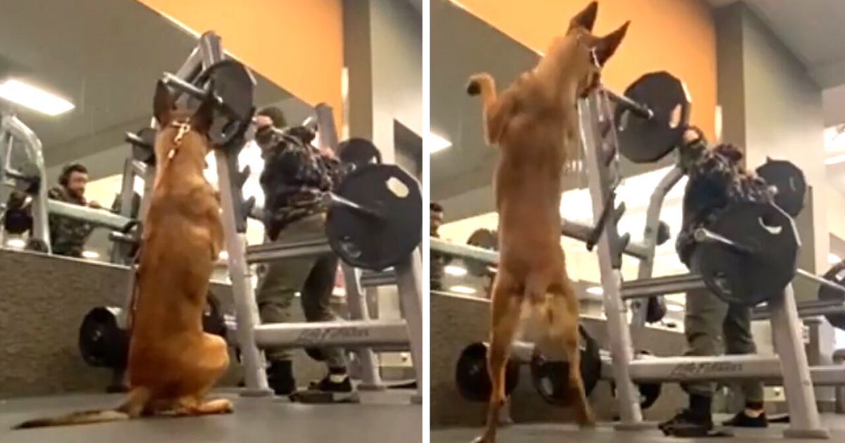 dog doing squats with owner