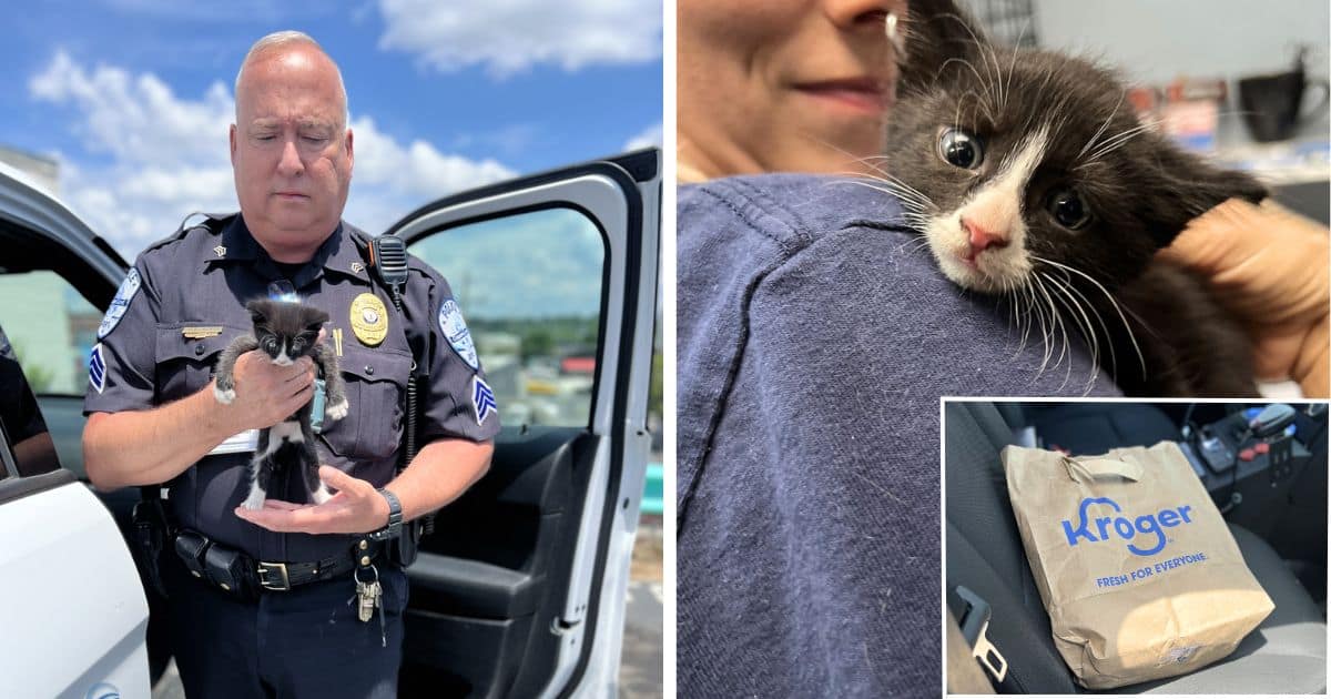 kitten abandoned in dumpster