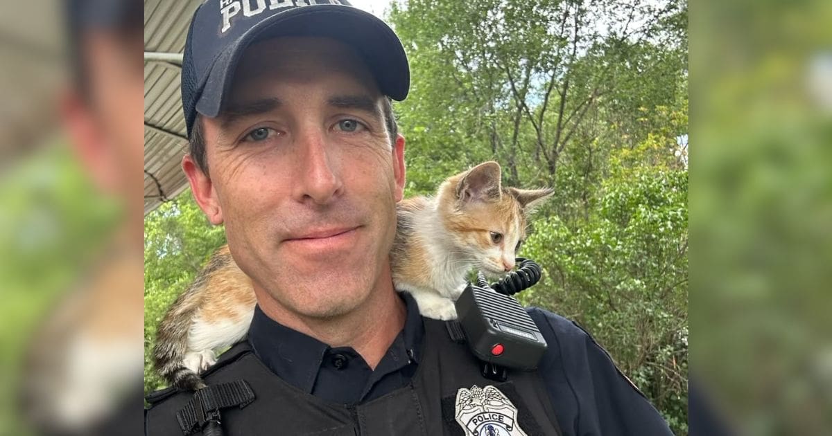 kitten thrown out car window