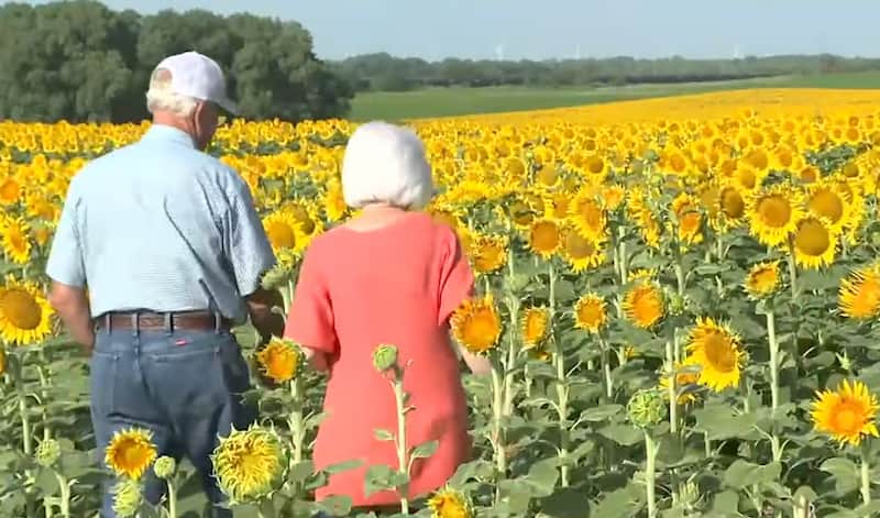 sunflowers anniversary surprise