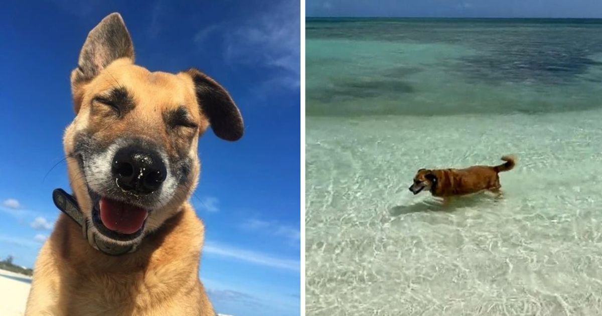 blind and deaf dog airbnb