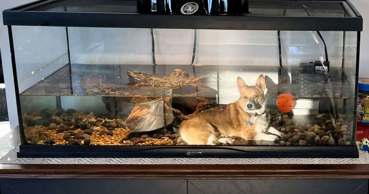 dog in aquarium