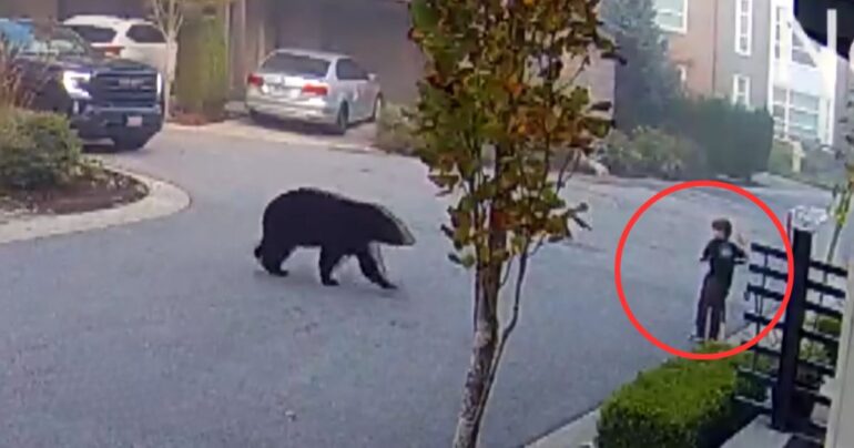 boy stops black bear