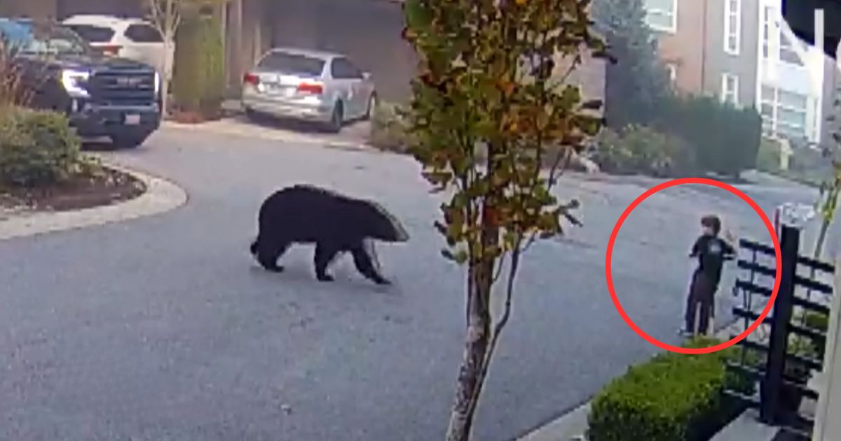 boy stops black bear