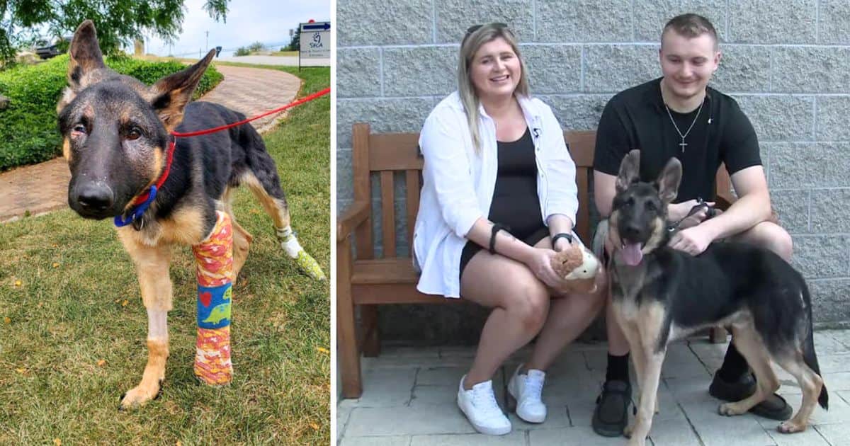 police officer adopts dog