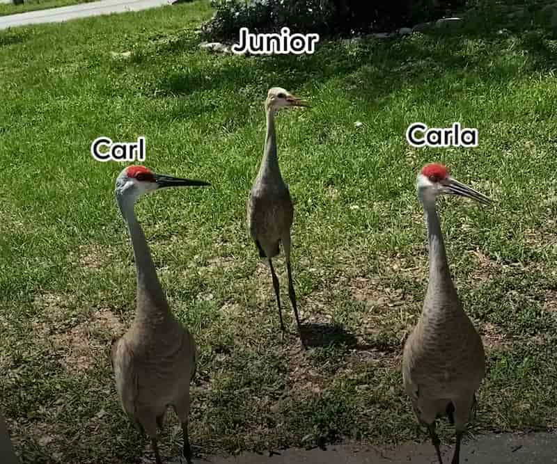 crane family befriends woman