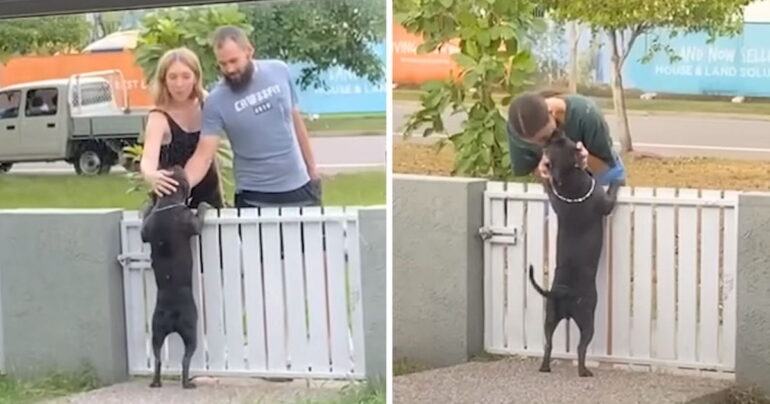 dog waits by the fence