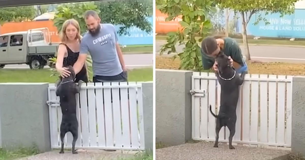 dog waits by the fence