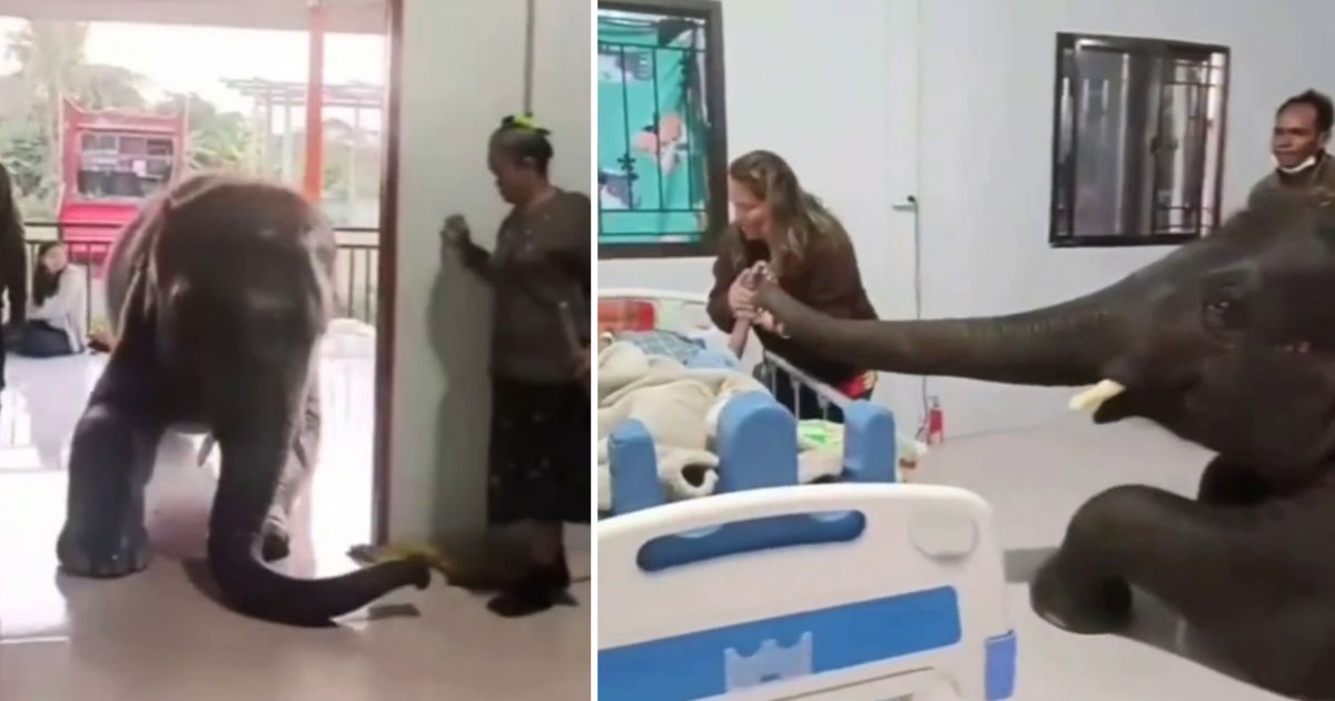 elephant visits caretaker