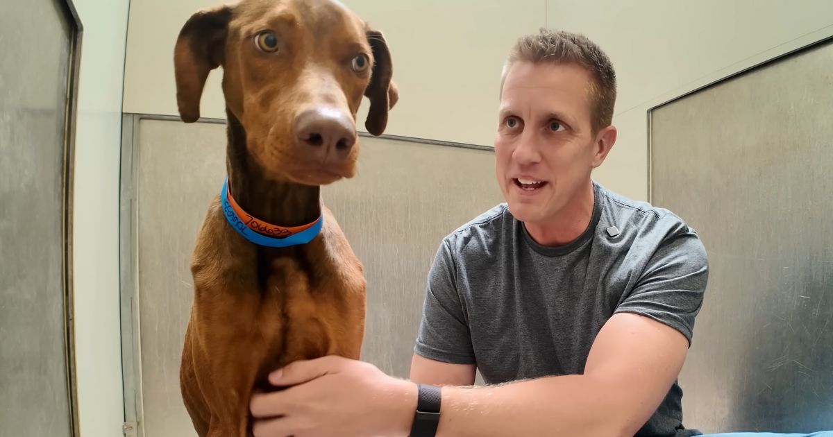 neglected dog good boy reaction