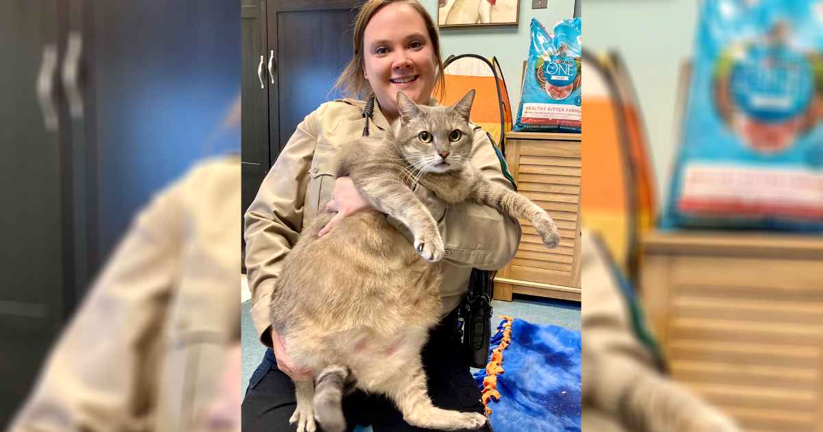 28 lbs cat frosty