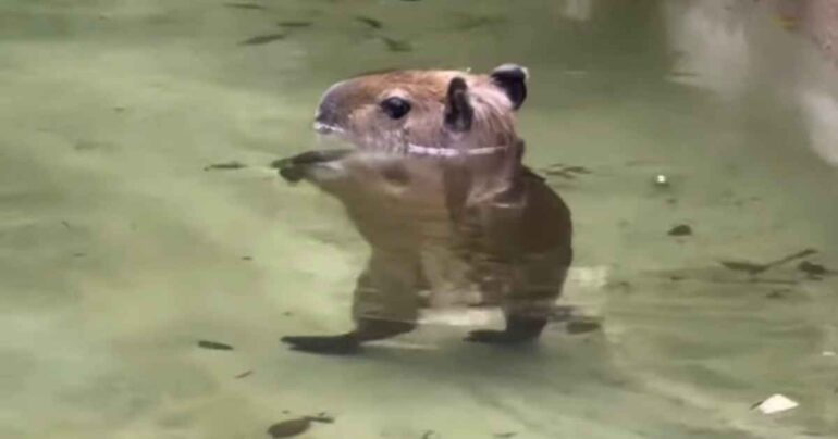baby capybara thriller dance video