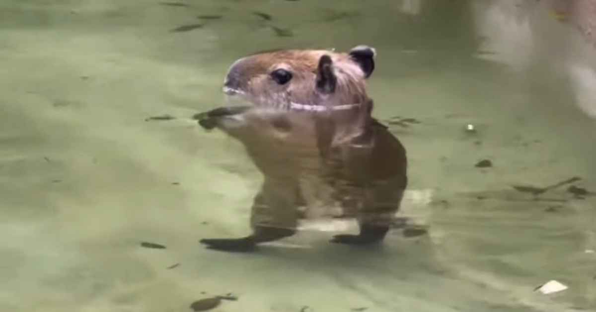 baby capybara thriller dance video