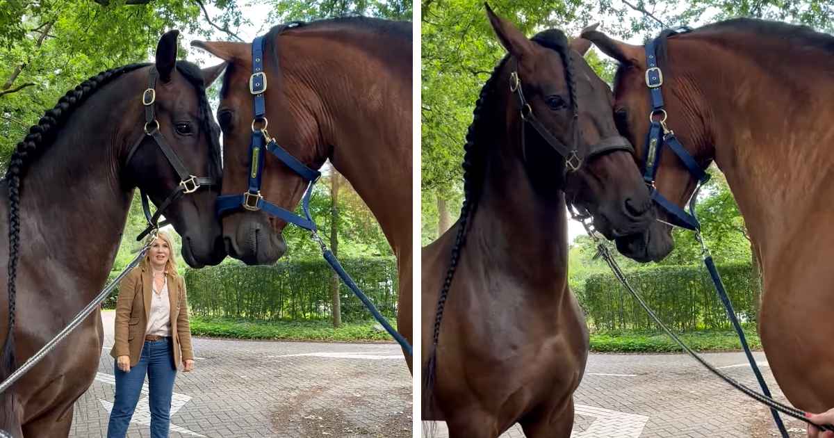horse brothers reunited