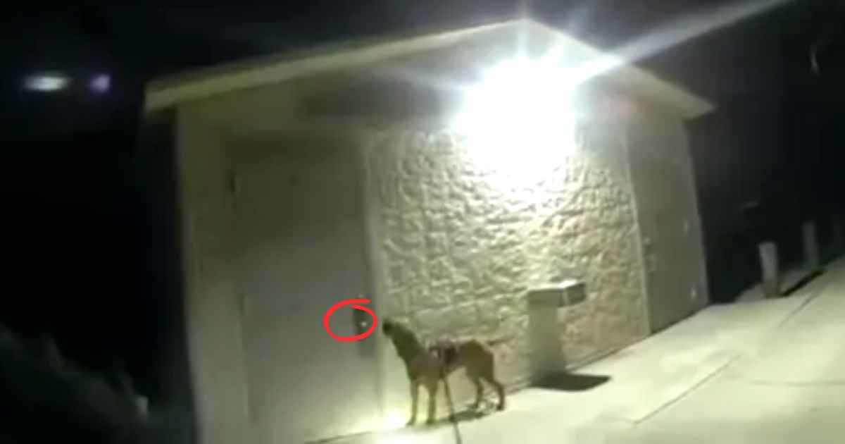 k 9 finds missing girl